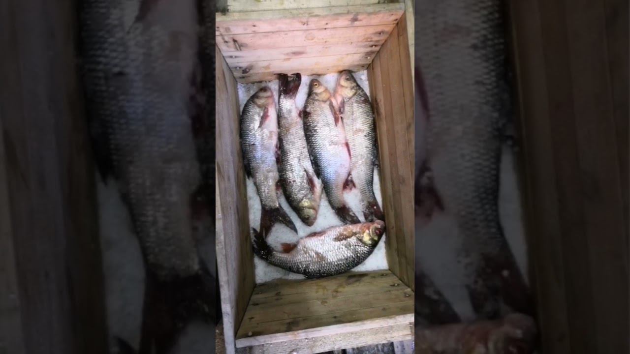 СОЛЮ ЯЗЯ СУХИМ ПОСЛОМ. ВЕСЕНИЙ ИКРЯНОЙ. смотреть онлайн