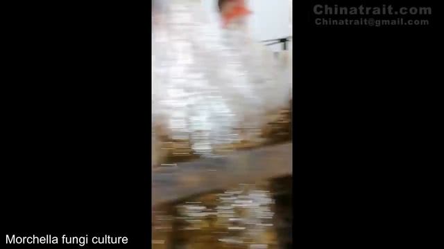 how to grow morel mushroom? morille Whole cultivation process смотреть онлайн