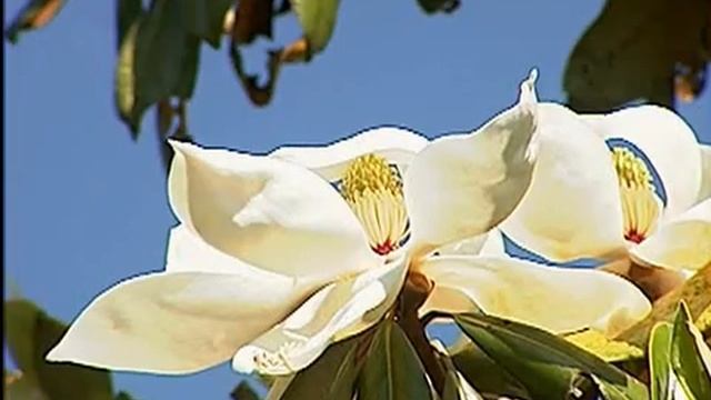 Southern magnolia trees shed dying, yellow leaves смотреть онлайн
