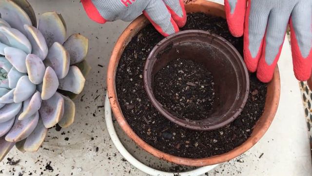 Cleaning and Repotting Echeveria | Leaf and Designs | Transplantando Echeveria смотреть онлайн