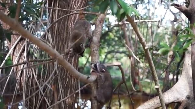 Bird for Cats to Watch ??9 HOURS The Ultimate cute Birds Chirping And Squirrels Eating ?️? смотреть онлайн