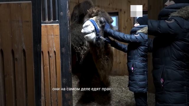 Спасенные верблюдицы Лейла и Манго на реабилитации под Богородском | NN.RU смотреть онлайн