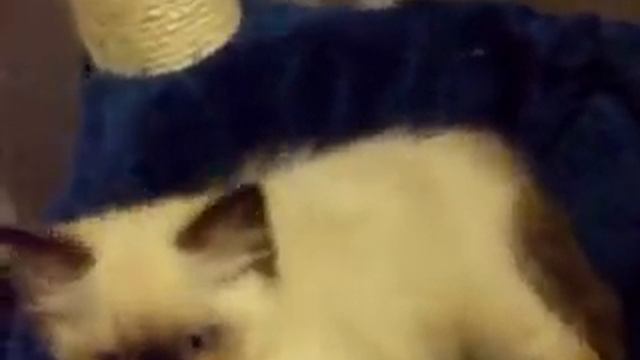 Seal Colourpoint Ragdoll Kitten Playing смотреть онлайн