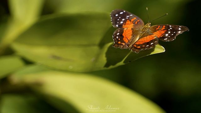 Абрахам Хикс – Как двигать энергию в отношении любой темы – Эстер Хикс смотреть онлайн