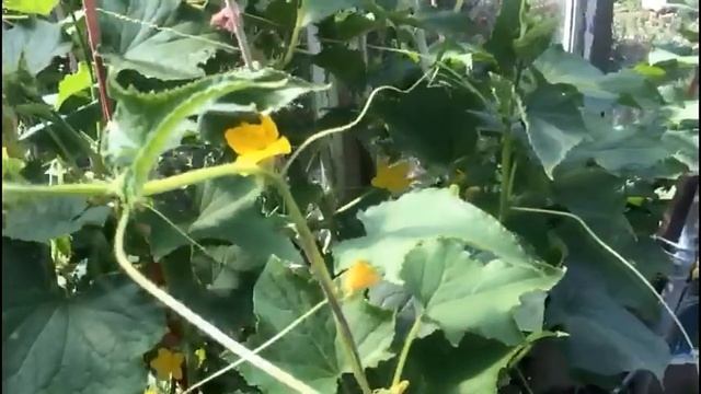 Почему опадают завязи у огурцов?? Основные причины... смотреть онлайн