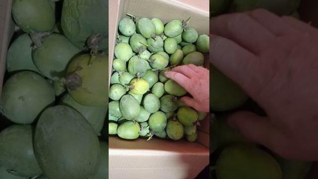 Маракуйя Северная к Новому Году.
