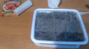 Земляника из семян Любаша