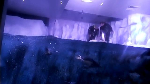 Стамбул. Океанариум. Пингвины. смотреть онлайн