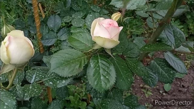 Утро перед дождём. Цветение роз лето 2022. смотреть онлайн