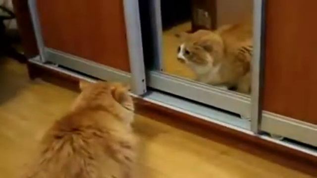 Смешные котики видео , кот и зеркало , уйди отсюда ! смотреть онлайн