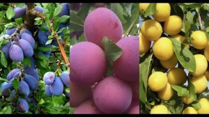 Слива колоновидная сорта Империал: описание и характеристика