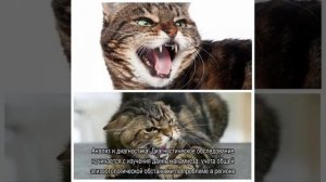 Бешенство у кошек-симптомы, как проявляется