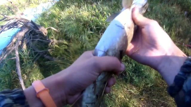 ОТЛИЧНЫЙ КЛЁВ ЩУКИ НА ЖИВЦА ПЕСКАРЯ смотреть онлайн