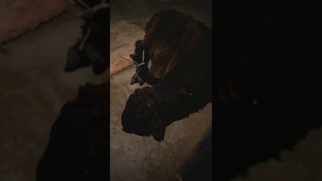 Охота на зайца и лисицу. Туркестанская область. Охота 2023 смотреть онлайн