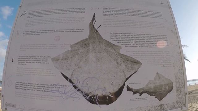 ???? PLAYA DE LAS TERESITAS - TENERIFE смотреть онлайн