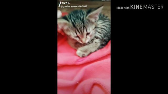 У меня есть котёнок? 🐈🐱🧡 смотреть онлайн