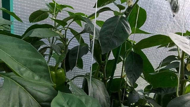 Отличный урожай сладкого перца типа Ламуйо. Ленинградская обл. смотреть онлайн