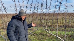 Как посадить интенсивный сливовый сад по методу UFO