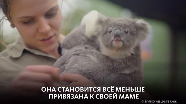 ОБНИМАШКИ С КОАЛОЙ смотреть онлайн