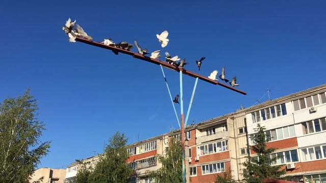 Голуби Владимира Неверова 07.06.2019 смотреть онлайн