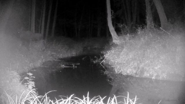 Поозерье, лесная река, сентябрь SUNTEK HC-900A