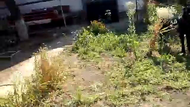 Шамрай и злой фантанчик )))))))))))) смотреть онлайн