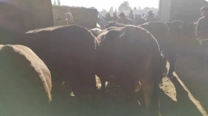 Кыргызстон / Бишкек пародаси /ОШ ОБЛАСТИ УЗГЕН/ Мол Бозори 20.09.20