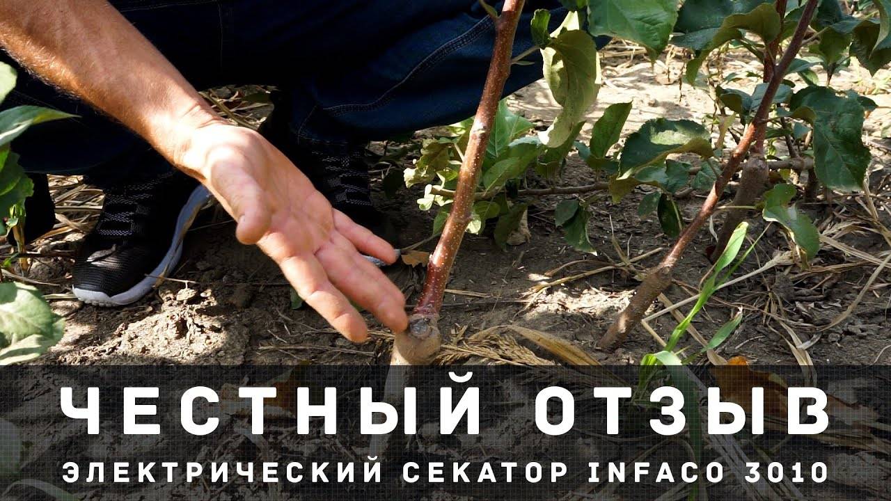 Зимняя обрезка, прибыльно и с удовольствием / Электрический секатор Infaco 3010