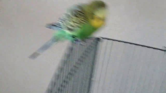 США..Мой волнистый попугай Гоша.. смотреть онлайн