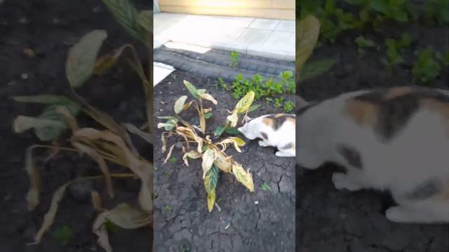 Муся поймала мышь!!! Не пытайся у неё забрать!!! Она больно царапается!!! Часть 2. смотреть онлайн