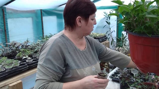 Мои традесканции. ✂️📝Идём на перепись и стрижку✂️📝 смотреть онлайн