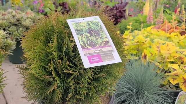 Thuja 'Danica' (Globe Arborvitae) // Wonderful, Compact Slow Growing Evergreen, for Year Round COLO смотреть онлайн