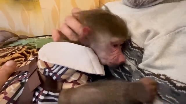 СМЕХ да и только! Люська так сильно жаловалась Владу на меня, а потом решила УЙТИ ИЗ ДОМА навсегда! смотреть онлайн