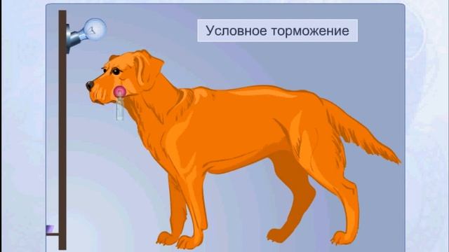 Условные и безусловные рефлексы смотреть онлайн