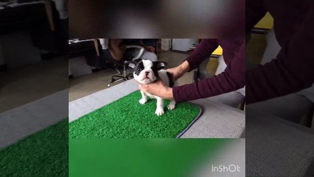 Щенок французского бульдога продажа смотреть онлайн