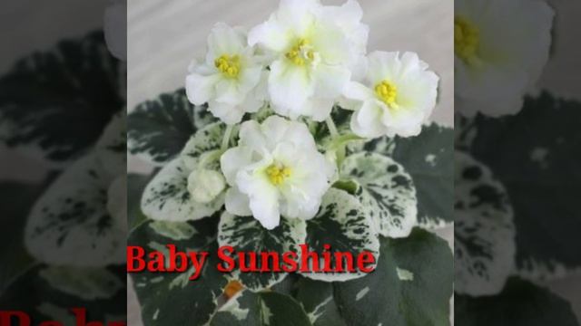 85 Rare African Violet Plant Varieties / African Violet Varieties identification/Plant and Planting смотреть онлайн