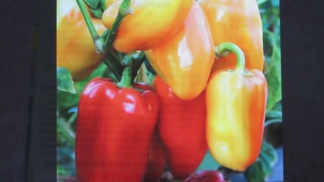 Сезон 2022 года! Самые урожайные сорта сладкого перца и баклажанов по итогам прошлого года! смотреть онлайн