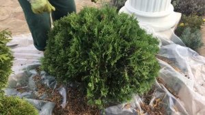 Стрижка шаровидных туй