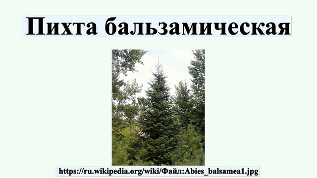 Пихта бальзамическая