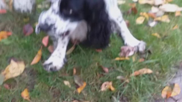 Столько дел в саду осенью у Умки...))) смотреть онлайн