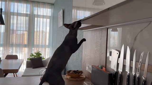 Пенелопа канадский сфинкс смотреть онлайн