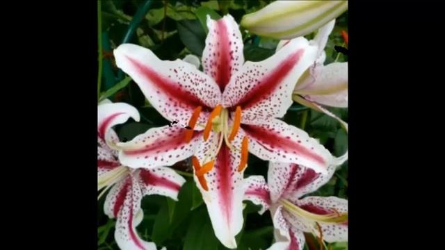 #Лилии8 #Цветы для сада и бизнеса от Ольги Шевчук смотреть онлайн