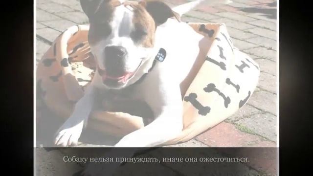 Средние породы собак Американский Стаффордширский терьер смотреть онлайн