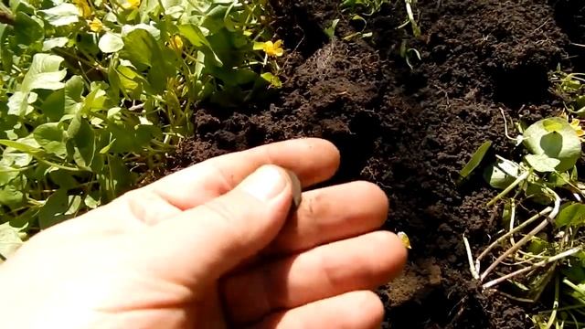 Ищем господский двор. Поиск монет и кладов металлоискателем . смотреть онлайн