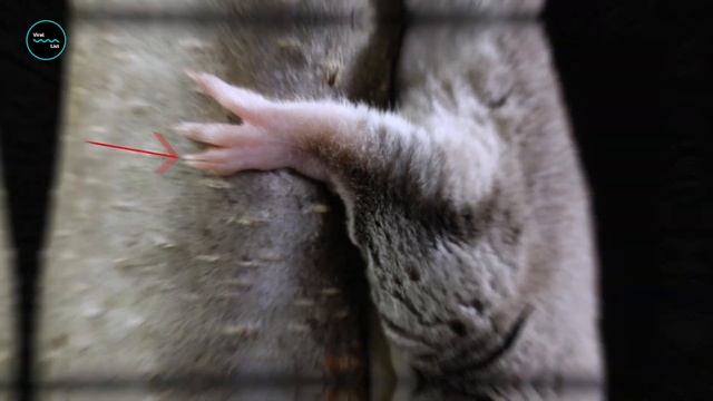 Looking for a Pet? Own Sugar Glider смотреть онлайн