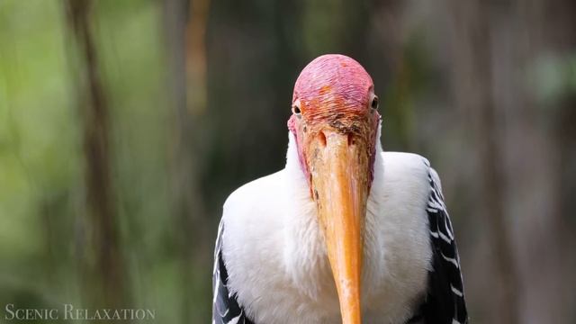 Animals of Asia 4K - Scenic Wildlife Film With Calming Music смотреть онлайн