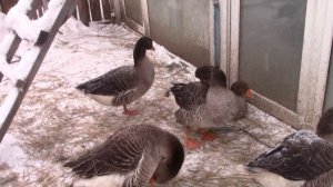 Мои гуси. Гусь крупный серый. Зимнее содержание.