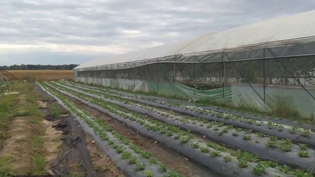 Рассада для сибири смотреть онлайн