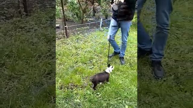 Бостон терьер Бест первый день дома смотреть онлайн