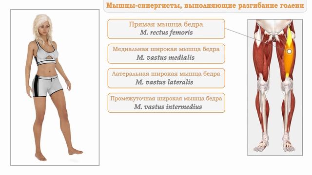 Мышцы-антагонисты, синергисты и агонисты. Анатомия. смотреть онлайн
